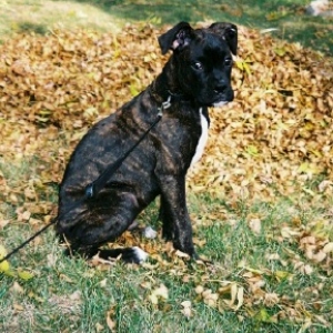 Rocco_leaves_2
