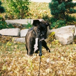 Rocco loves the leaves !