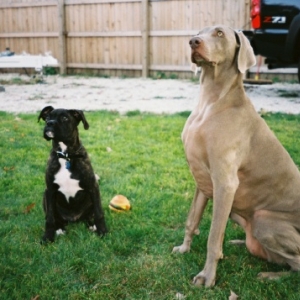 Rocco sitting nice waiting for his reward w/Maddie