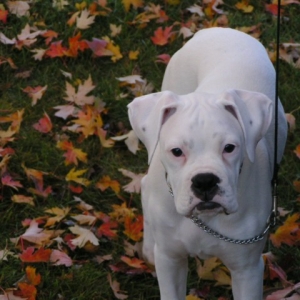 Tyson in the leaves