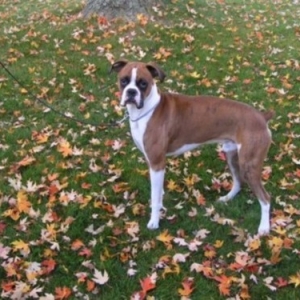Duke in the leaves