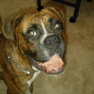 This is Roobee's new Brother !!!