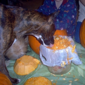 Freya "helping" carve
