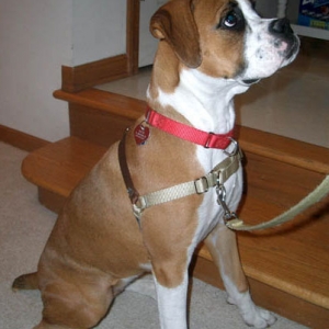 Gentle Leader Harness