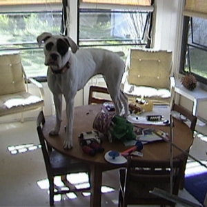 not where a dog should be