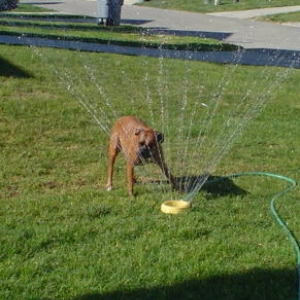 Daisy in the sprinkler