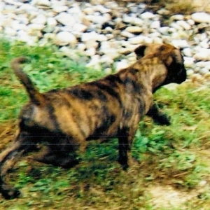 Brutus 10 weeks