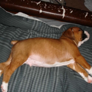 Apollosleeping