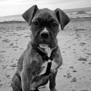 Our "little man," Romeo.