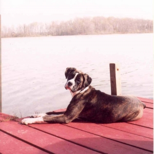 Young_Iris_on_the_dock