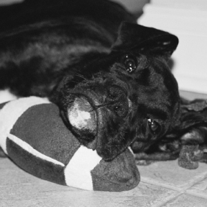 Worn out after a Sunday afternoon of playing football!