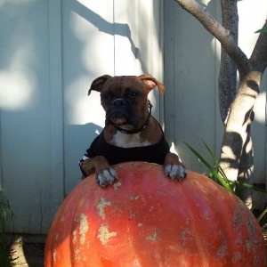 jadepumpkin1