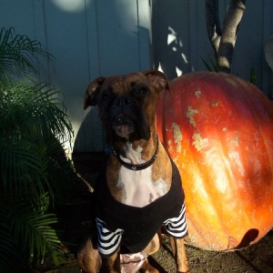 jadepumpkin2