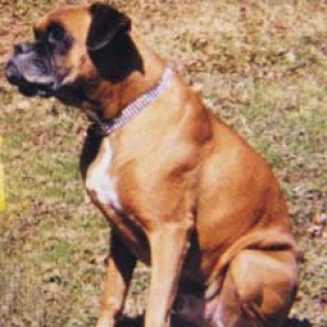 Herc at 10 yrs old