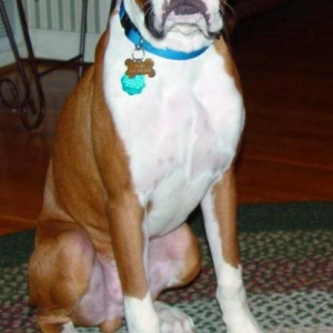 My Boy Duke