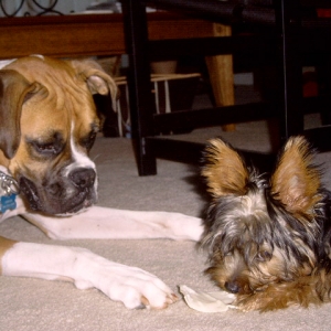 Gid and Teddie