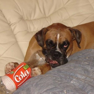 Favourite toy