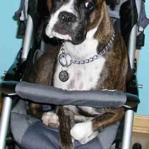 Sitting in the stroller