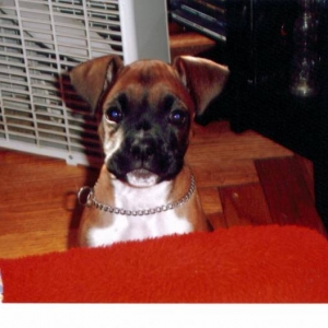 bailey2