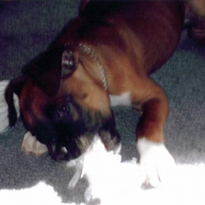 bailey_001