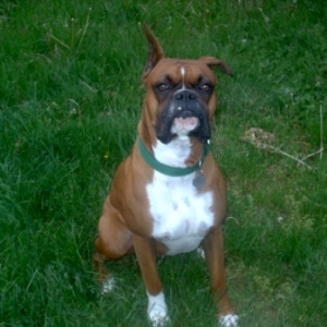 dog_002