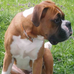 paddy1