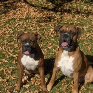 Brandi & Koda