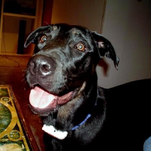 happy dog