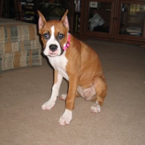 Zoey after stiches removed