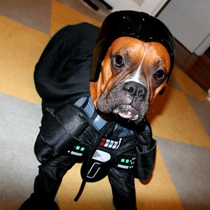 Darth Papi