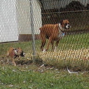 Mercede & Sugar