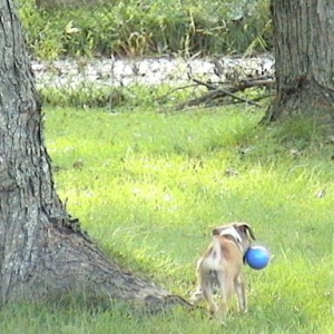 The toy is twice her size!