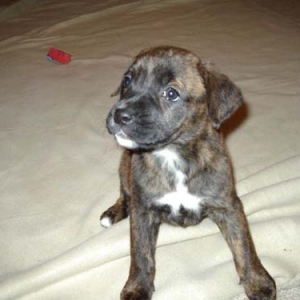 First night home