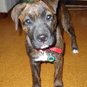 Scout