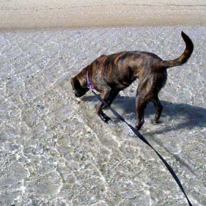 Exploring at the beach