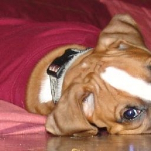 HARLEY_9_WEEKS_YOUNG