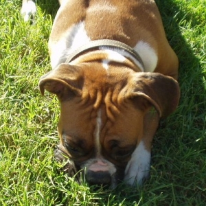 Sadie Head Down