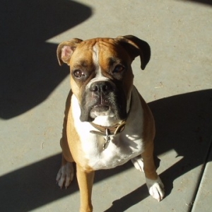 Sadie at Attention