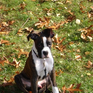 Small ears