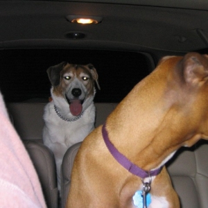 Lucy and Patch