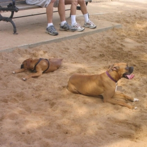 Lucy and Bentley