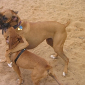 Bentley and Lucy