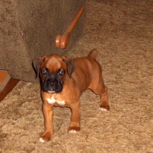 Little Man