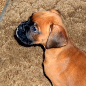Little Man 2