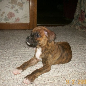 Bueaty taking a break.