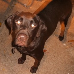 Charlie the new dog
