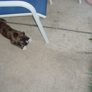 Hiding and ready to pounce