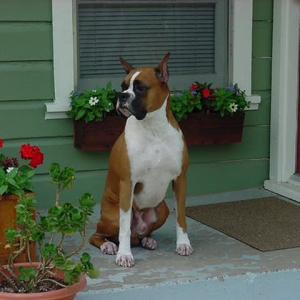 Protecting the House