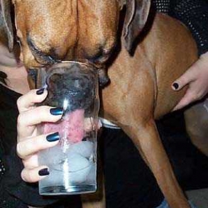 gotta get the ice
