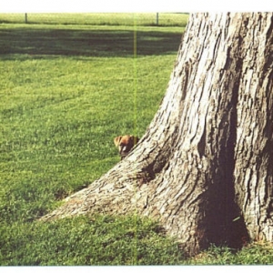 Peek A Boo